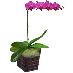 Orquídea Flor - unidade